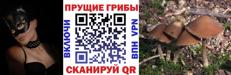 купить наркотик  Красноярск  Галлюциногенные грибы мицелий 